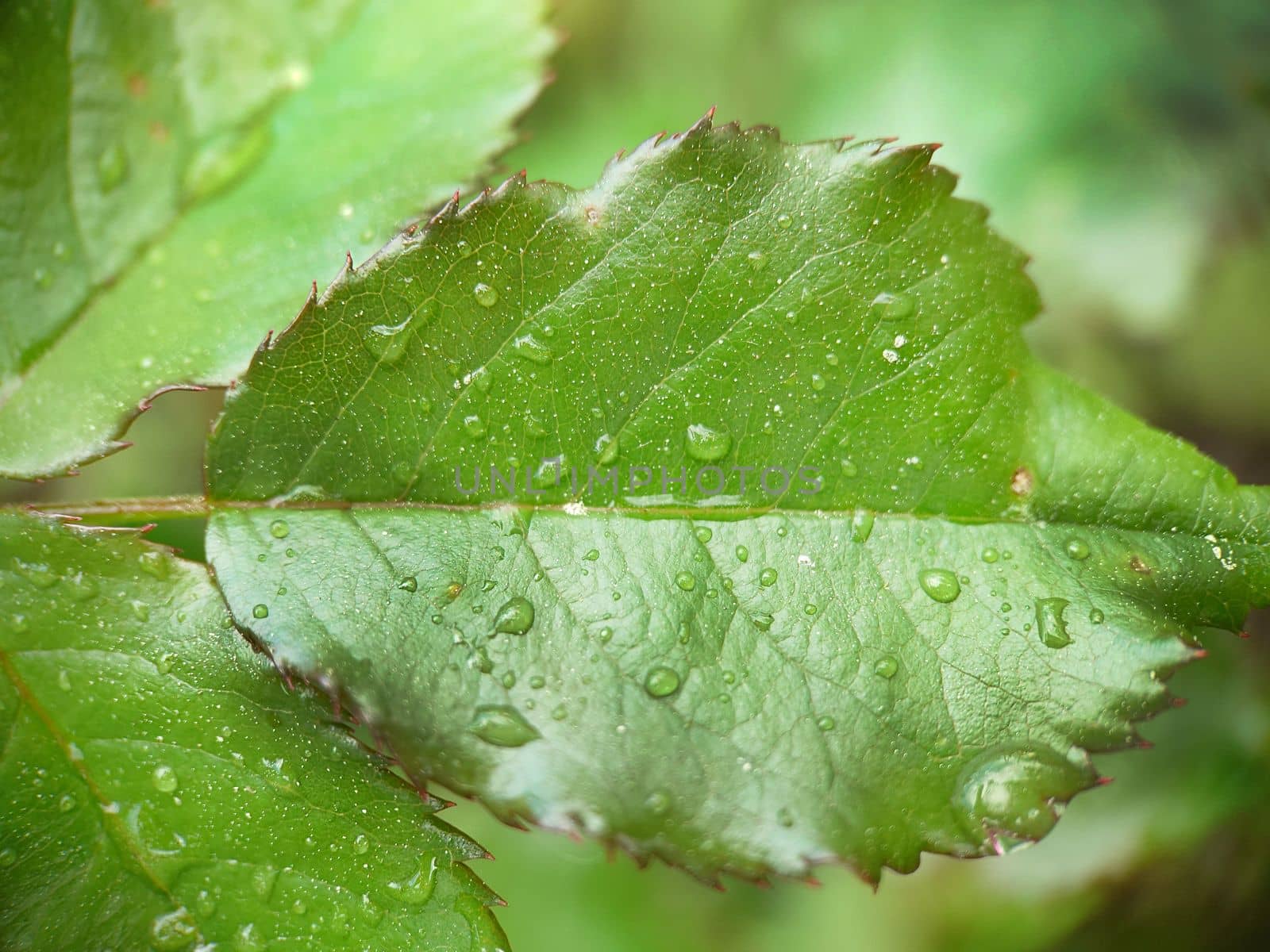 Background image of a green leaf of a young rose with raindrops in the open air.Macrophotography.Texture or background.