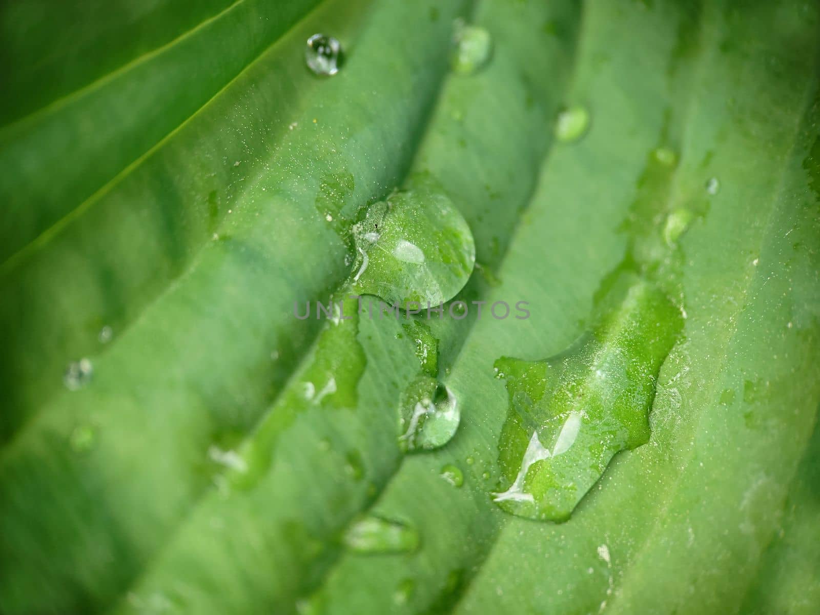Water drops on a green leaf in the open air close-up.Macrophotography.Texture or background.