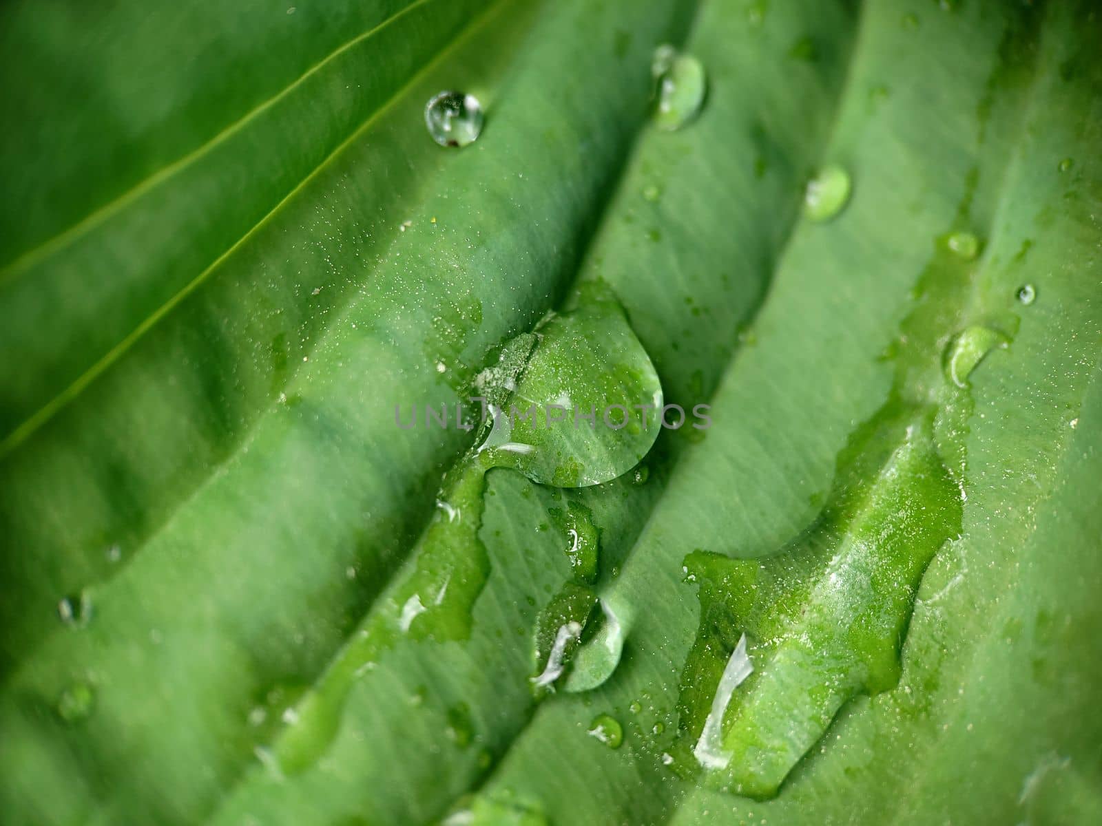 Background texture of raindrops on a green leaf outdoors.Macrophotography.Texture or background.