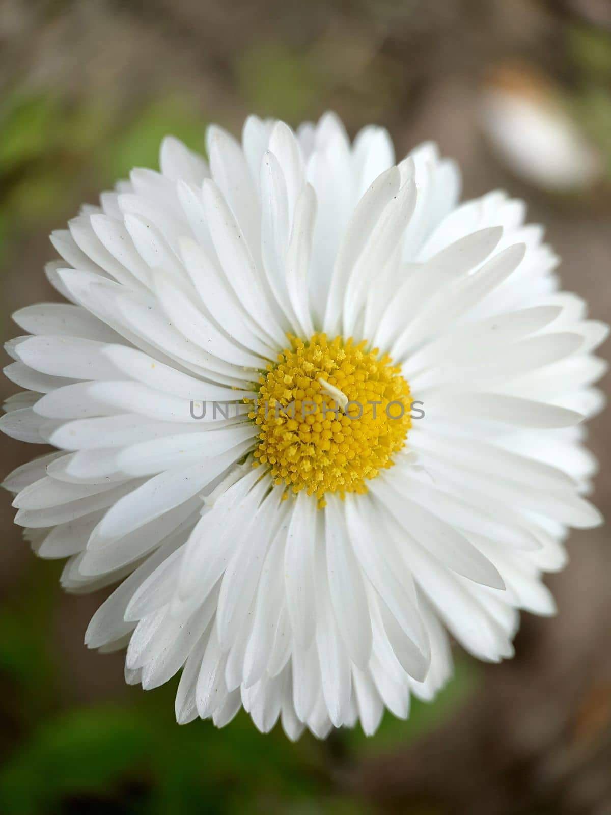 Background texture of a white daisy close-up outdoors.Macrophotography.Texture or background.