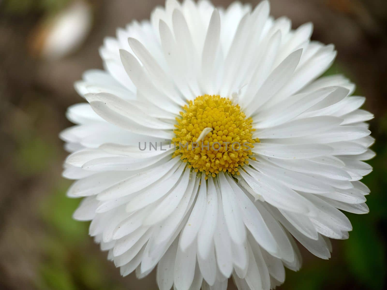 The background texture of a daisy is white in the open air.Macrophotography.Texture or background.