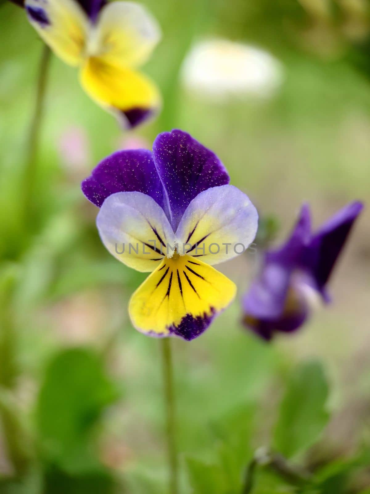 A blooming violet flower in the open air close-up.Macrophotography.Texture or background.