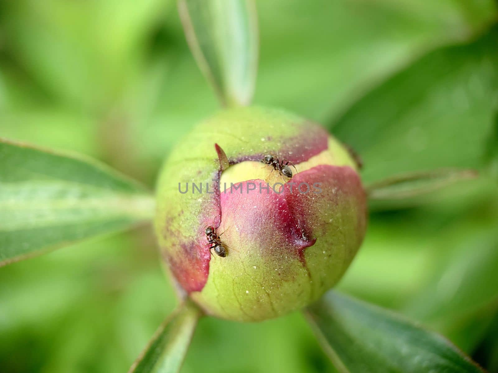 Close - up of an unopened peony bud with an ant on the surface .Macrophotography.Texture or background