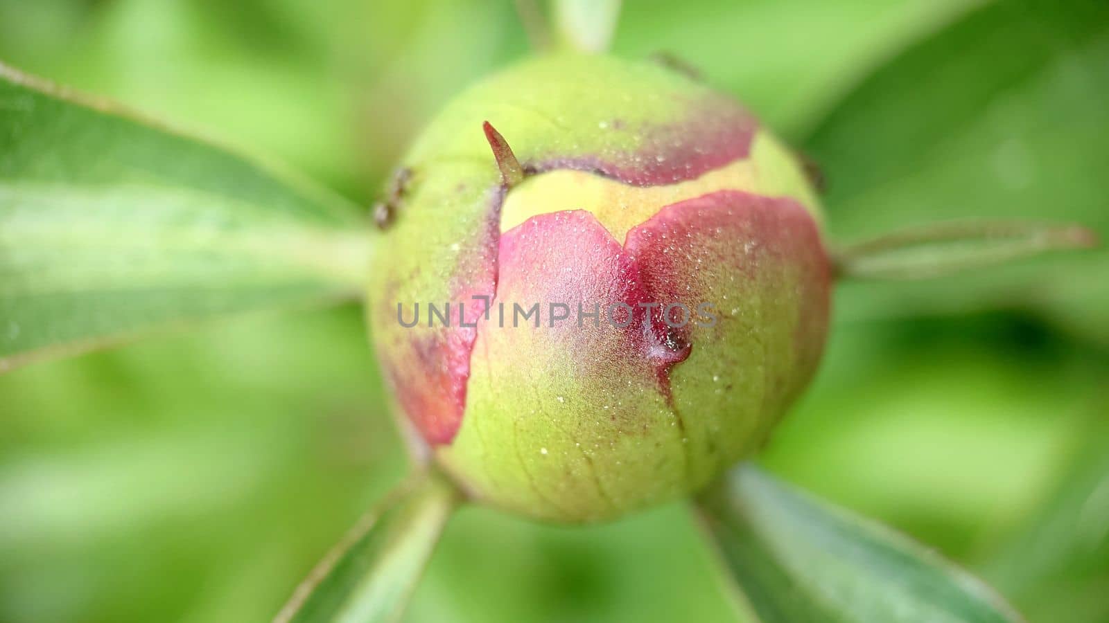 Close - up of an unopened round peony bud against a background of grass .Macrophotography.Texture or background