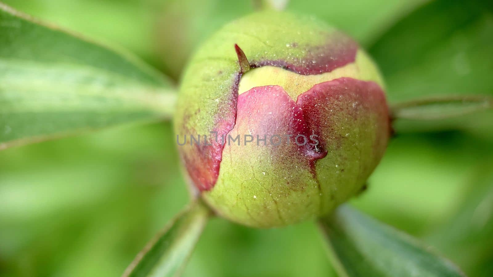 Close - up of an unopened peony bud against a background of grass .Macrophotography.Texture or background