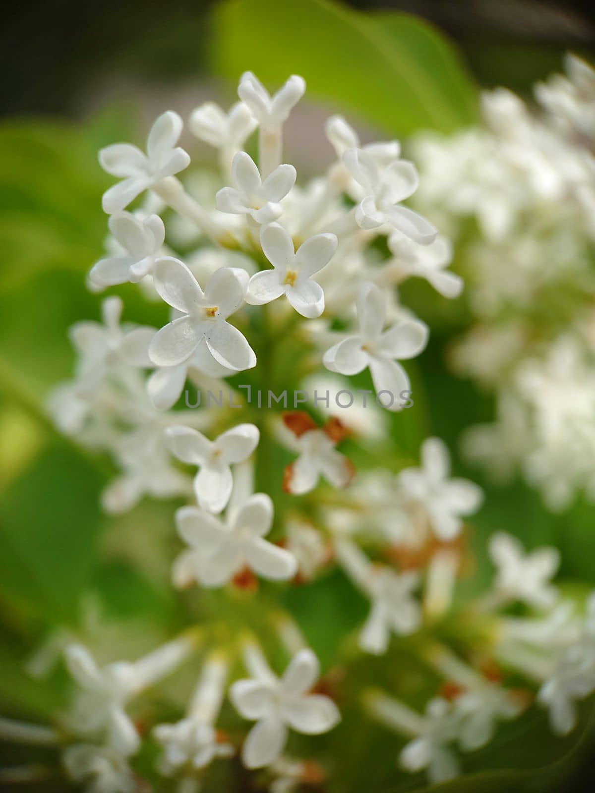 Background image of lilac with small white flowers outdoors. .Macrophotography.Texture or background.