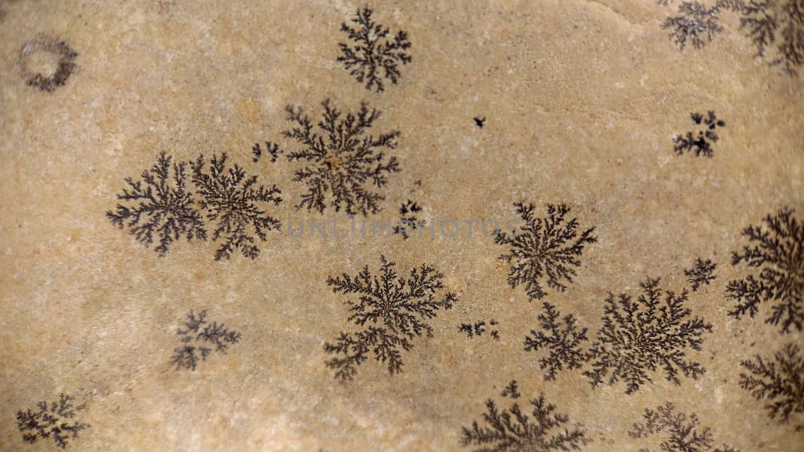 The surface of the stone with a natural pattern in the form of snowflakes..Macrophotography.Texture or background