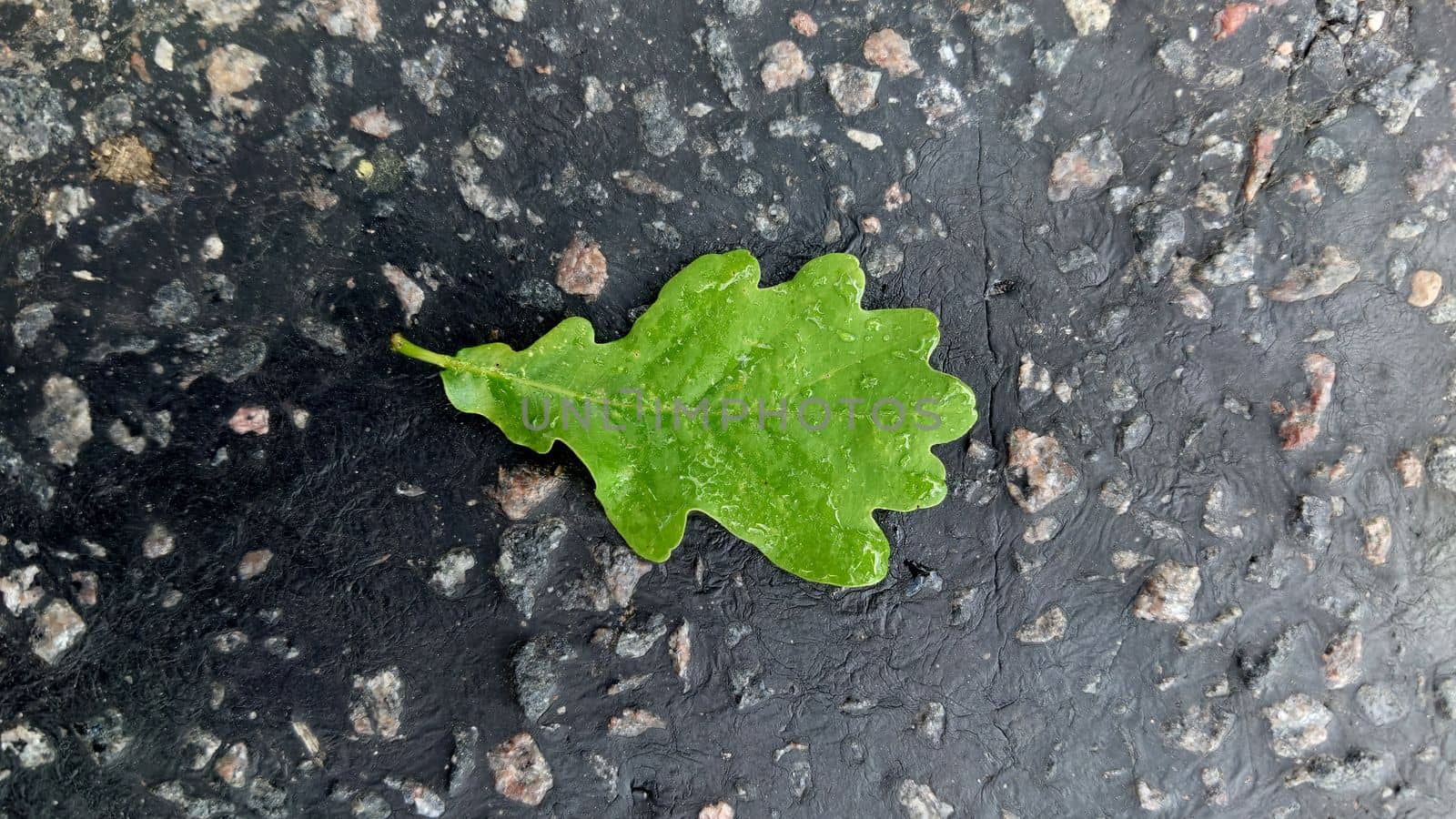 An oak leaf with raindrops on the surface lies on the asphalt by Mastak80