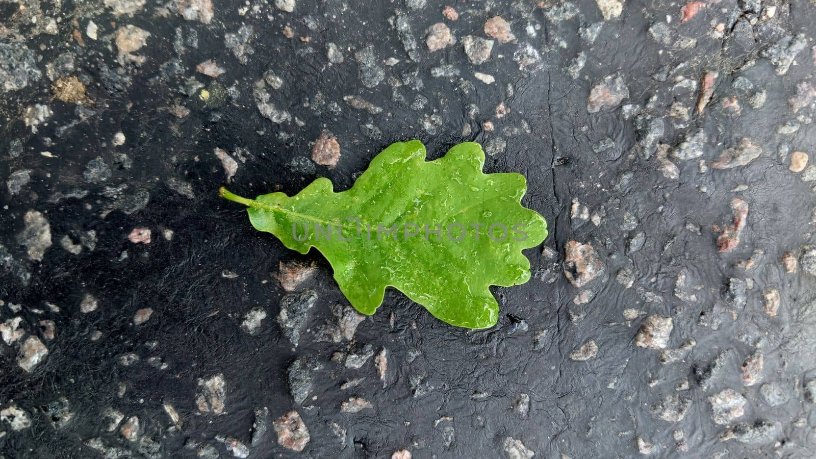 Macrophotography.Close-up. Green oak leaf with raindrops on the surface.Texture or background