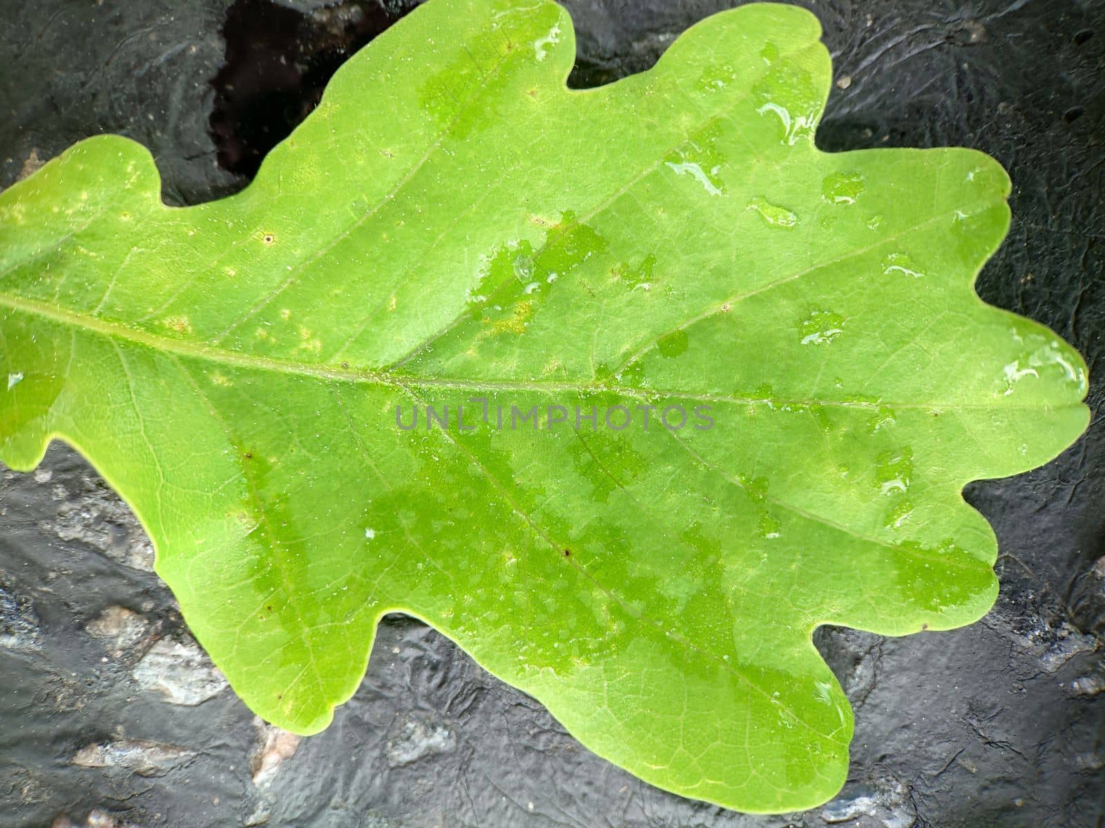 Macrophotography.Close-up. A large green oak leaf with raindrops lies on the road.Texture or background