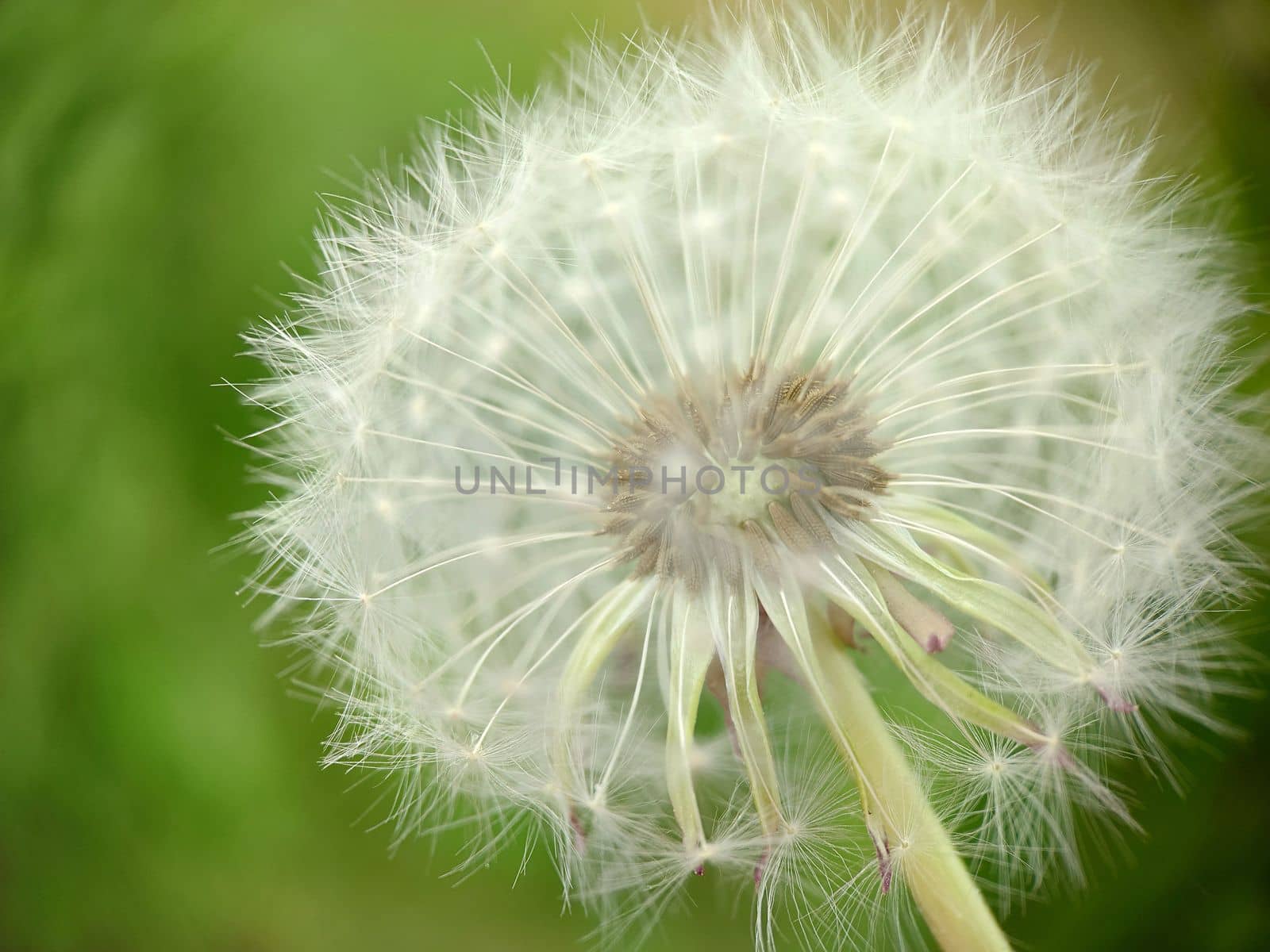 Macrophotography.Ripe fluffy dandelion bud close - up on the background of grass .Texture or background