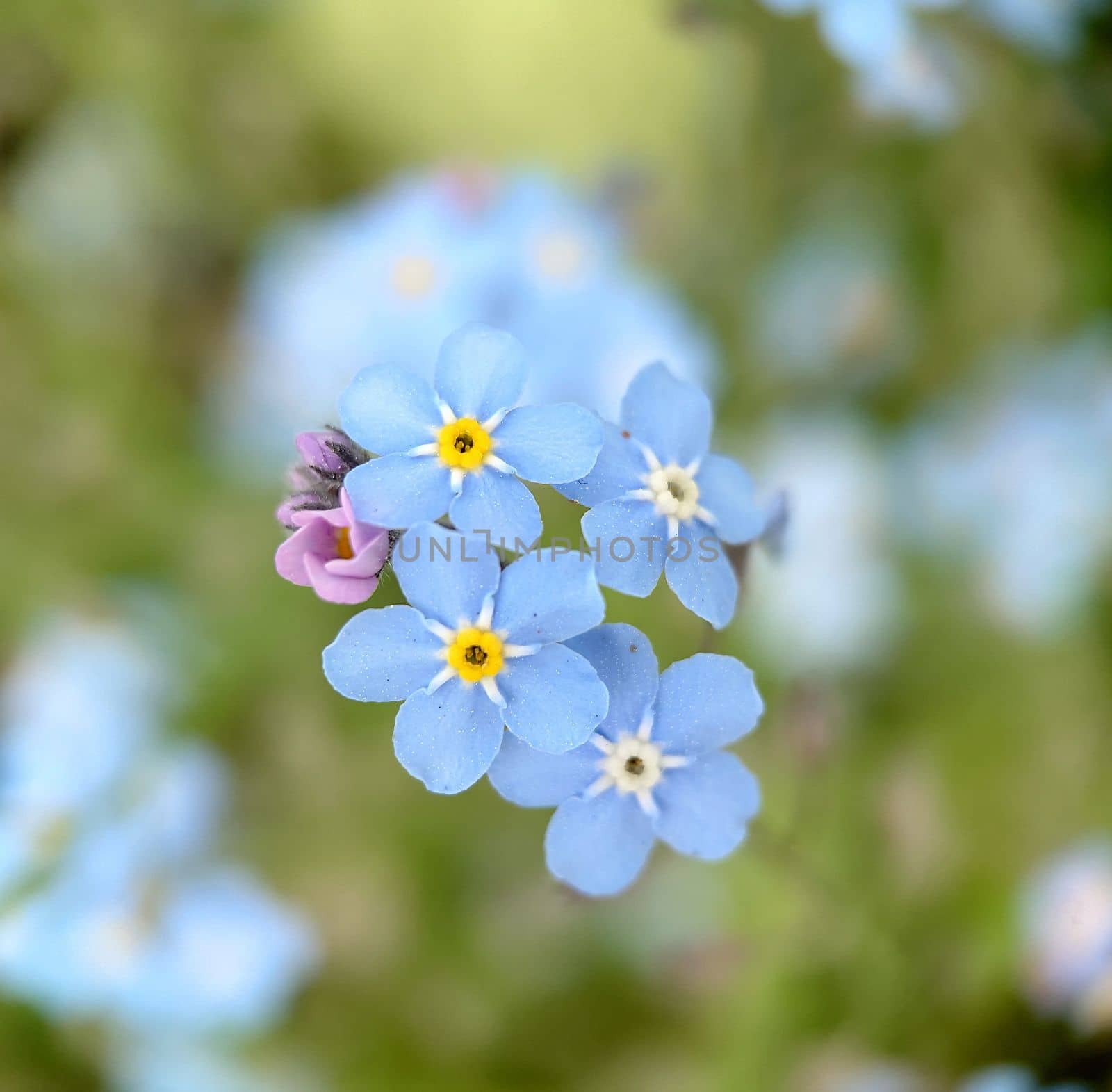 Blooming forget-me-not flowers of pale blue color by Mastak80