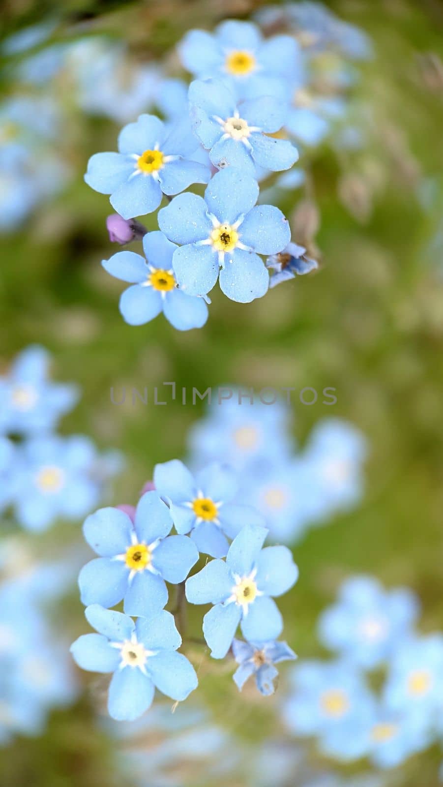 Macrophotography.Forget-me-nots are pale blue on a grass background. Texture or background.Selective focus.