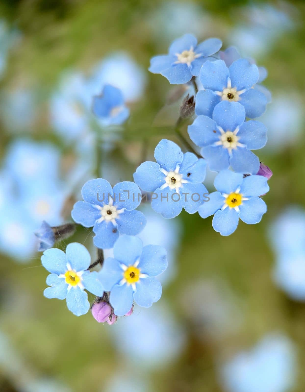 Macrophotography.Light blue forget-me-nots bloomed in the garden against the background of grass. Texture or background.Selective focus.