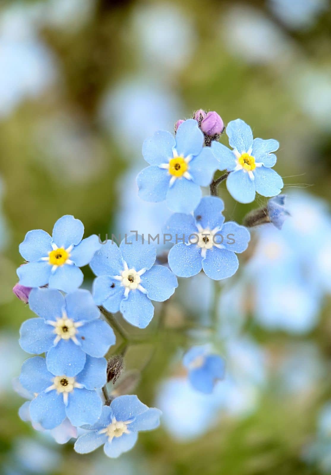 Macrophotography.Background image of small forget-me-nots flowers in the open air. Texture or background.Selective focus.