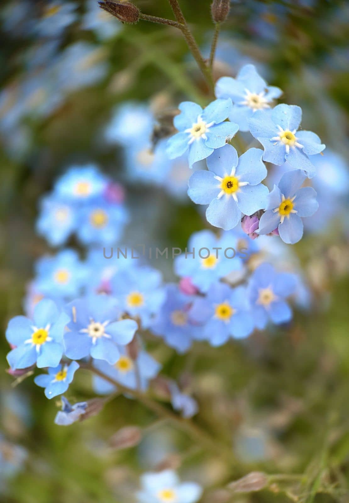 Macrophotography.Selective focus of forget-me-not flowers of light blue color. Texture or background.