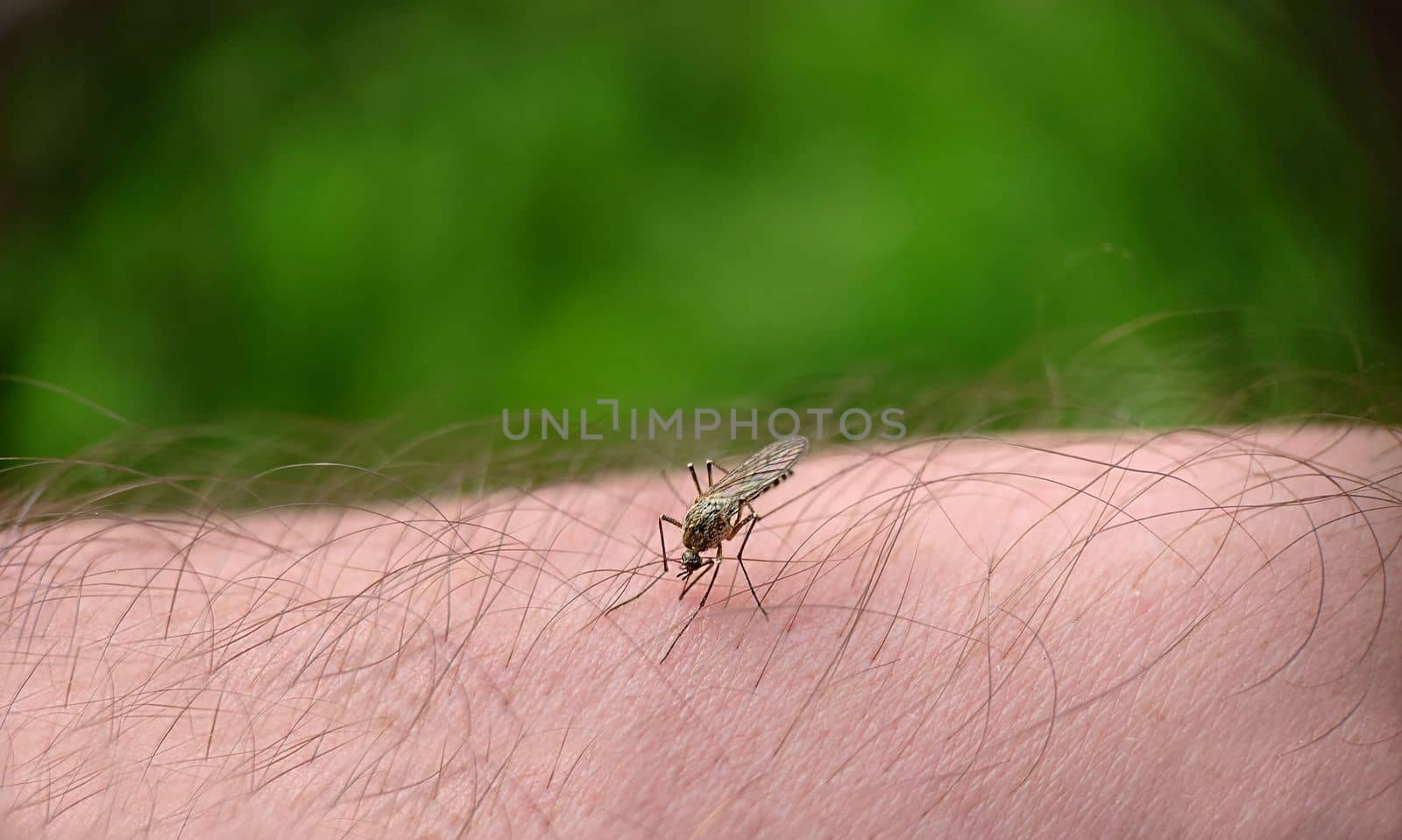 Macrophotography.Background image a mosquito landed on a man's leg. Texture or background.Selective focus.