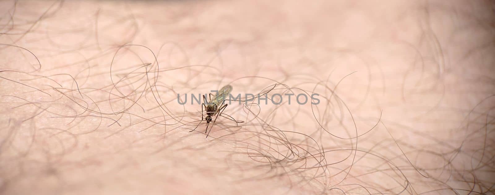 Striped mosquito drinks human blood close-up outdoors by Mastak80