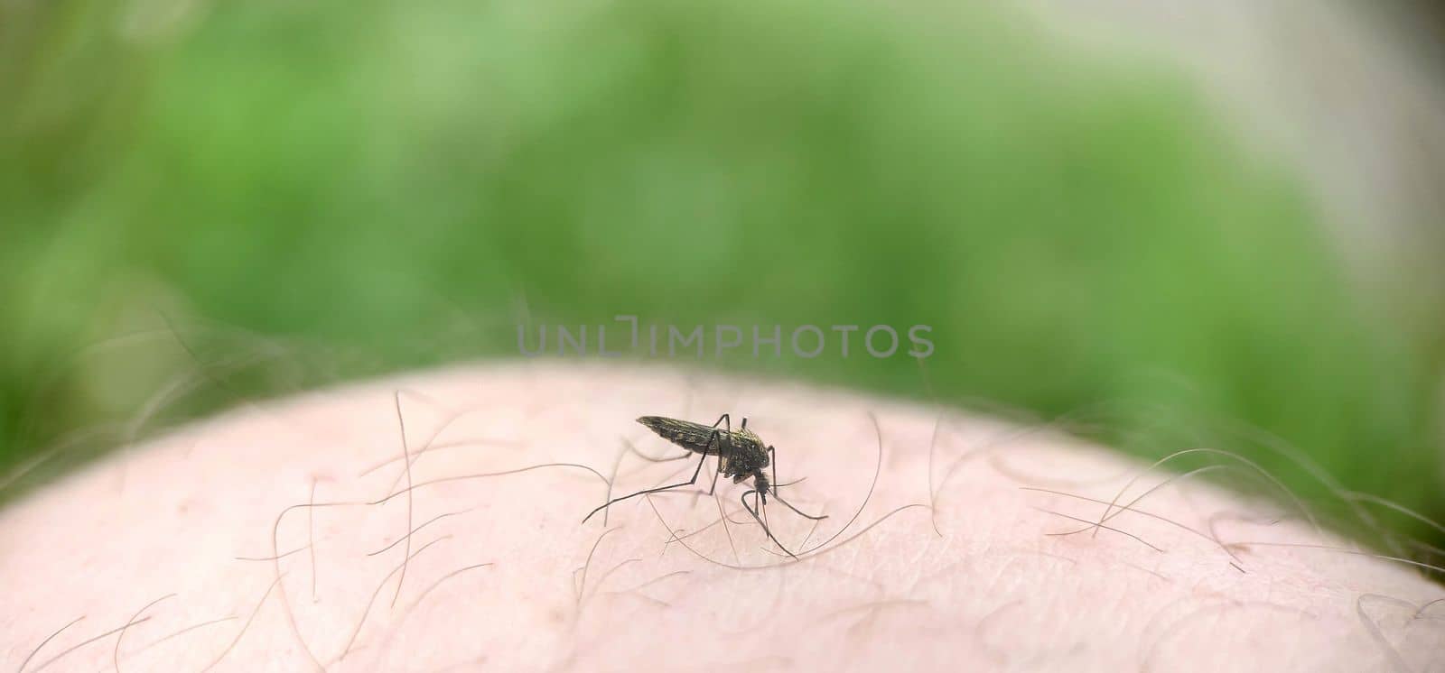 Macrophotography.A striped mosquito on a human leg drinks blood. Texture or background.Selective focus.