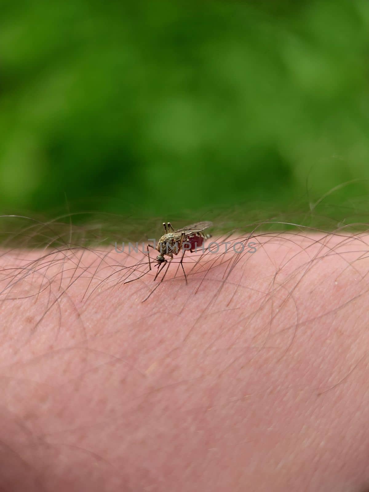 Macro.A mosquito drinks blood on human skin outdoors.Texture or background