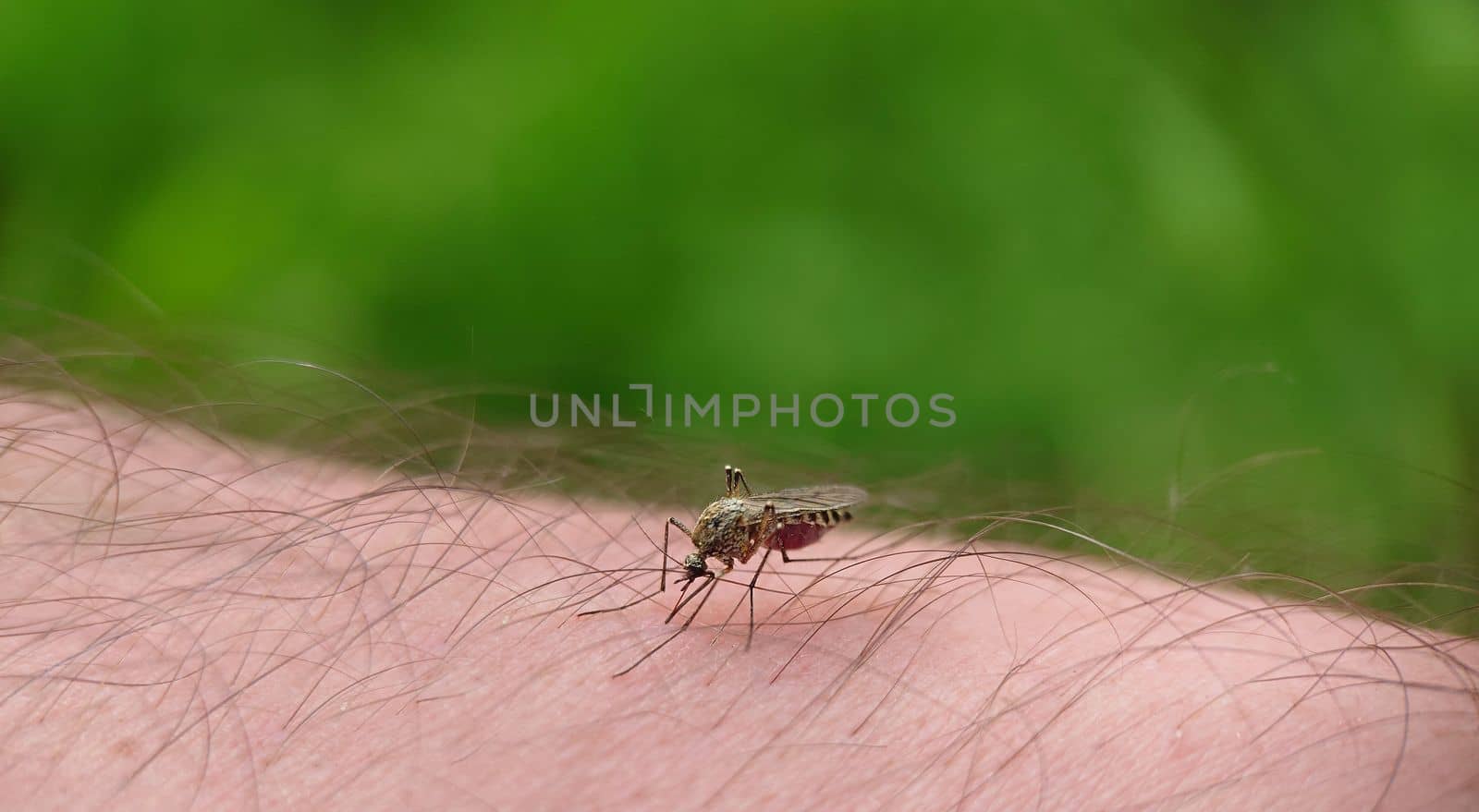The mosquito got drunk on human blood in the open air.Macrophotography.Selective focus.