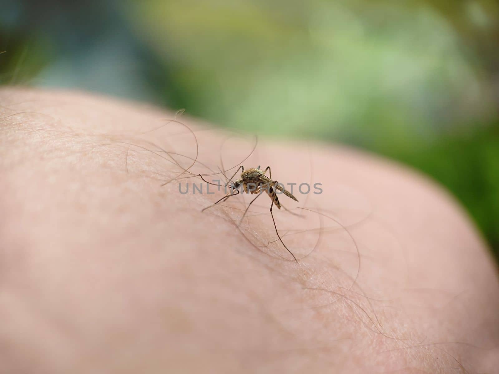 A striped mosquito landed on the hairy leg of a man in the open air.Macrophotography.Selective focus.