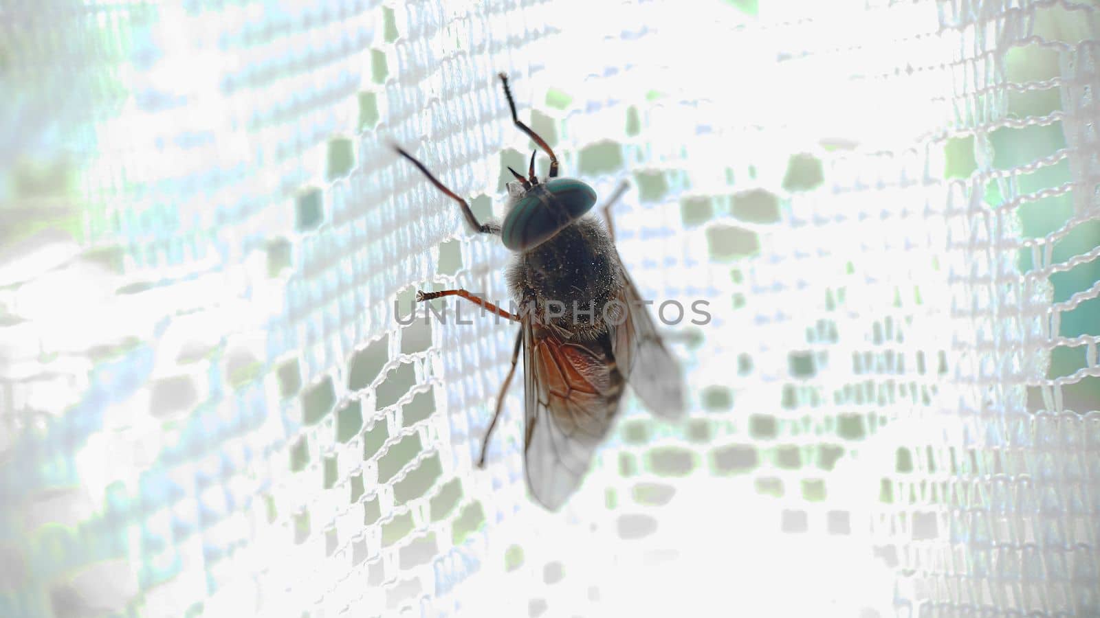 Macrophotography. Green-eyed insect gadfly close-up on lace white curtains.Texture or background.Selective focus.