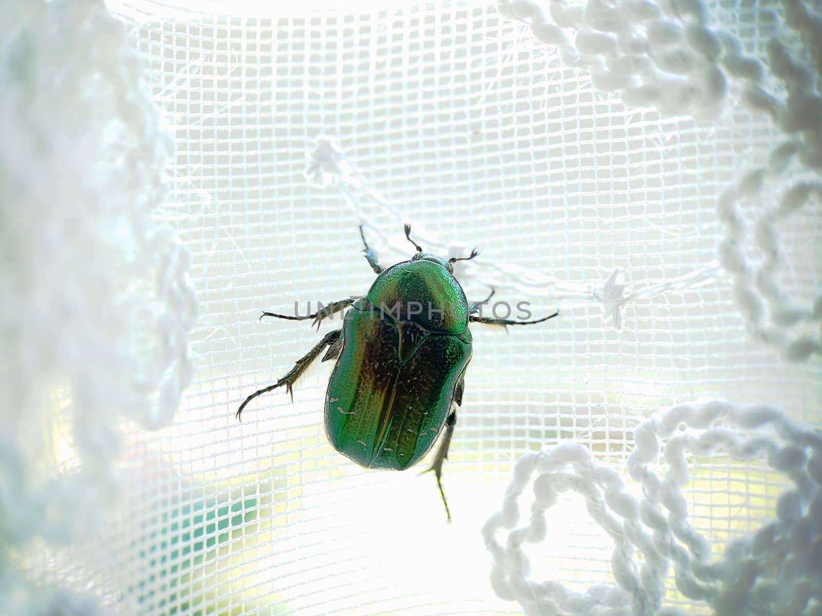 Macrophotography. Golden bronze, Bronze beetle close-up crawling on white lace curtains.Texture or background