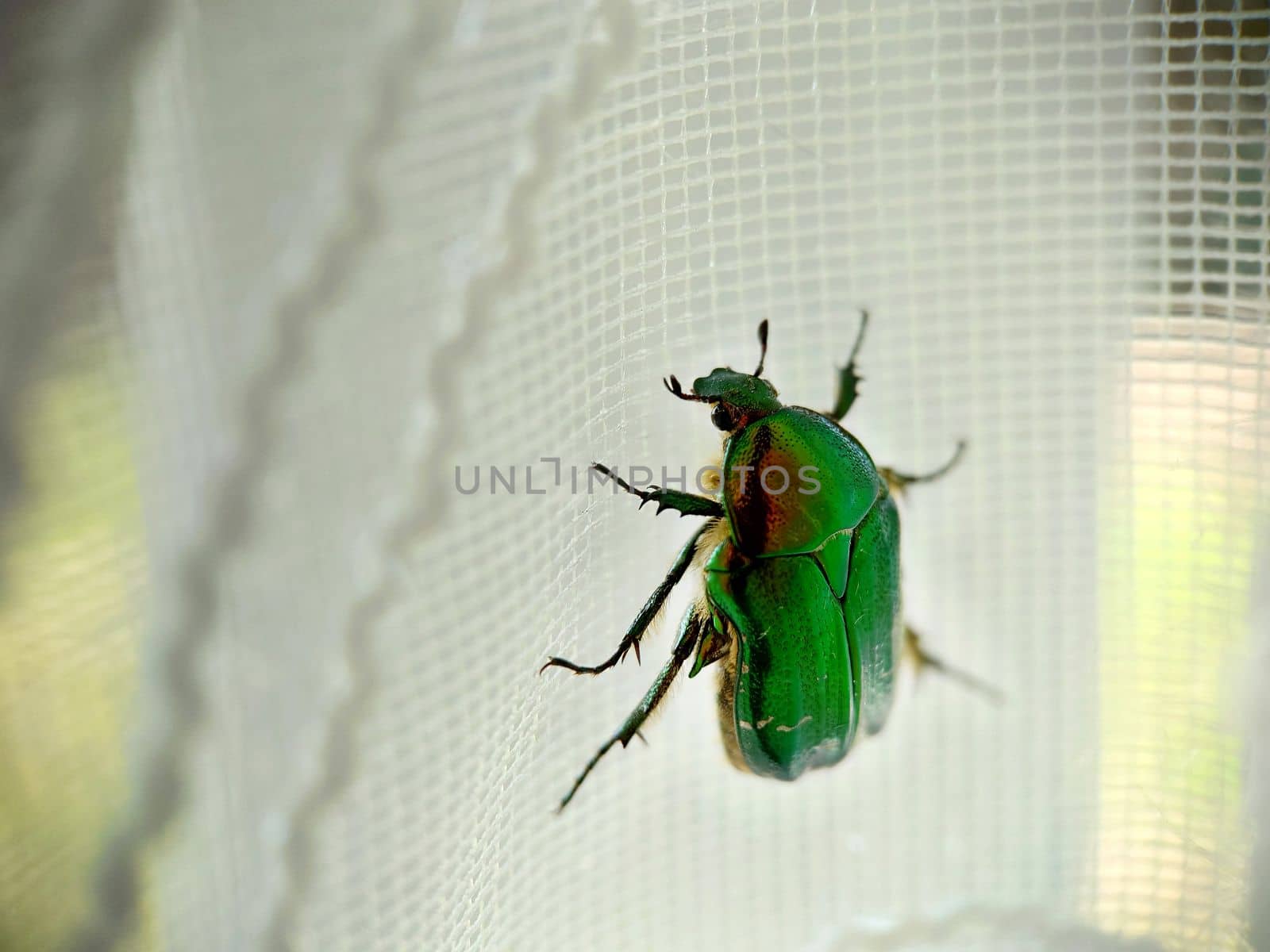A large green beetle crawls up the lacy white curtains close-up
