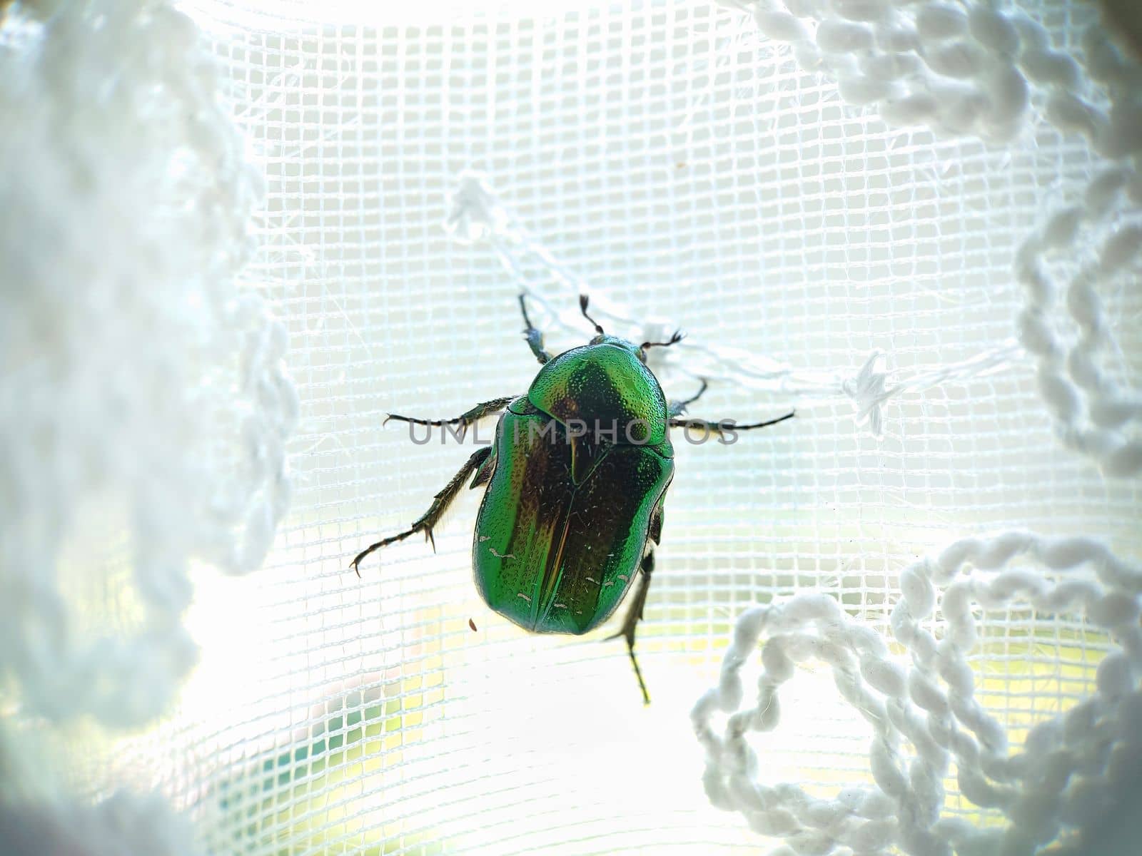 A large green beetle crawls up the white curtains by Mastak80