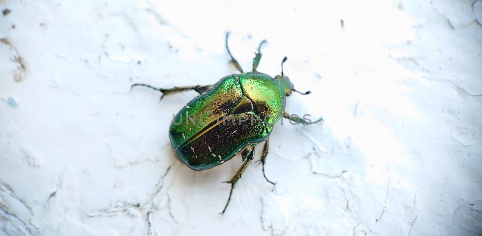 Macrophotography.A large green beetle on an old cracked wooden surface.Texture or background.Selective focus.