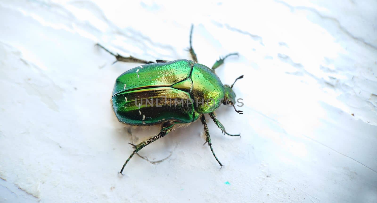 Macrophotography.A green beetle on the old wooden cracked white surface of the windowsill.Texture or background.Selective focus.