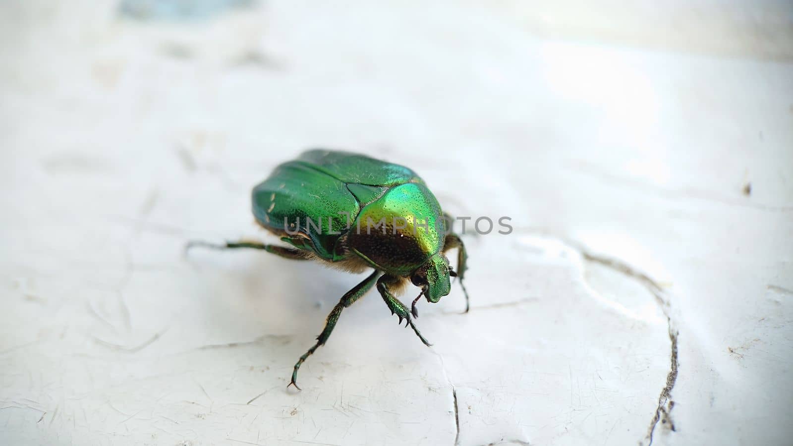 A big green beetle on an old cracked white windowsill by Mastak80