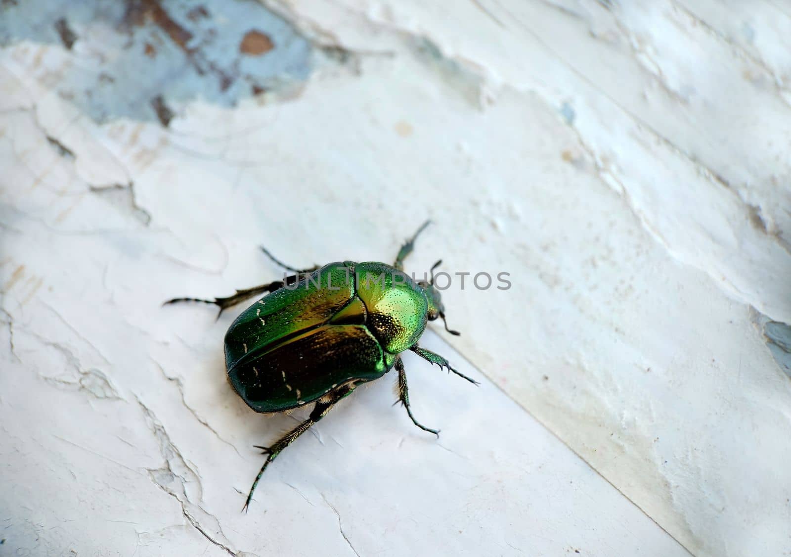 Bronze beetle close-up on a white windowsill by Mastak80