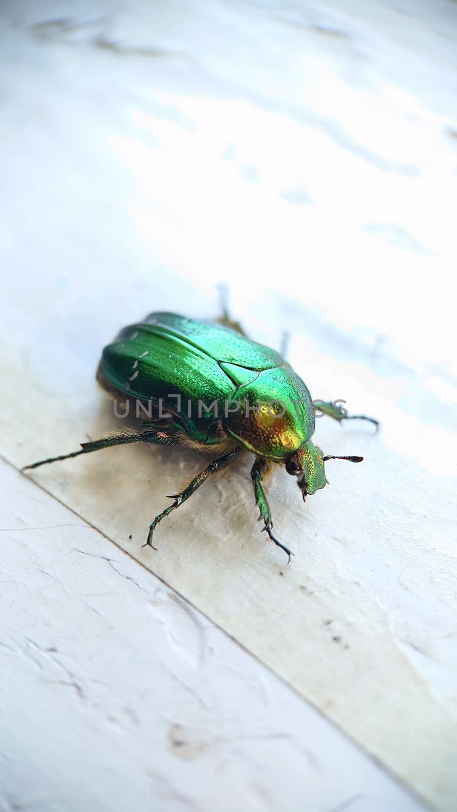 Macrophotography.A bronze-green beetle close-up on an old windowsill.Texture or background.Selective focus.