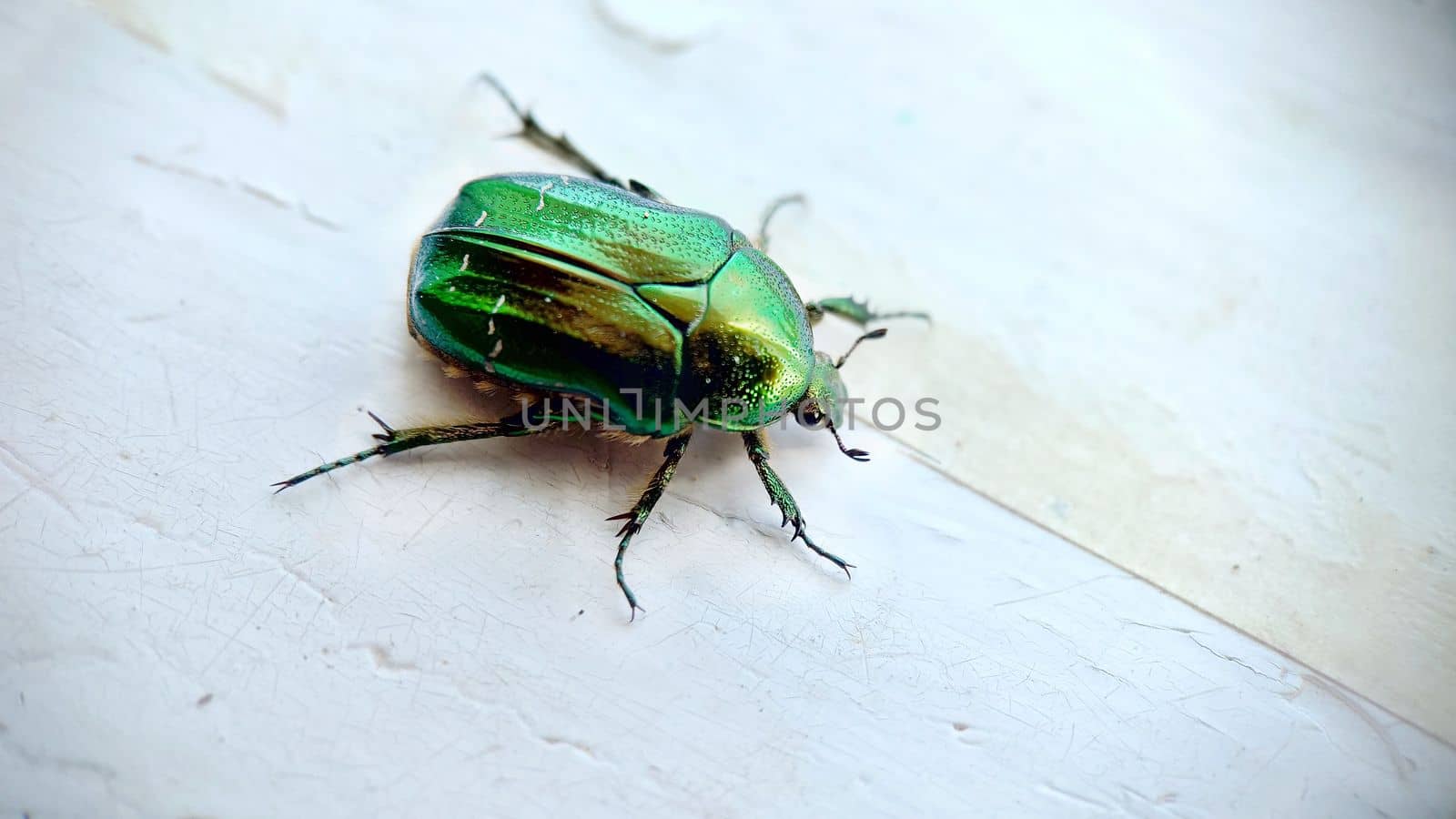 A bronze-green large beetle on an old windowsill by Mastak80