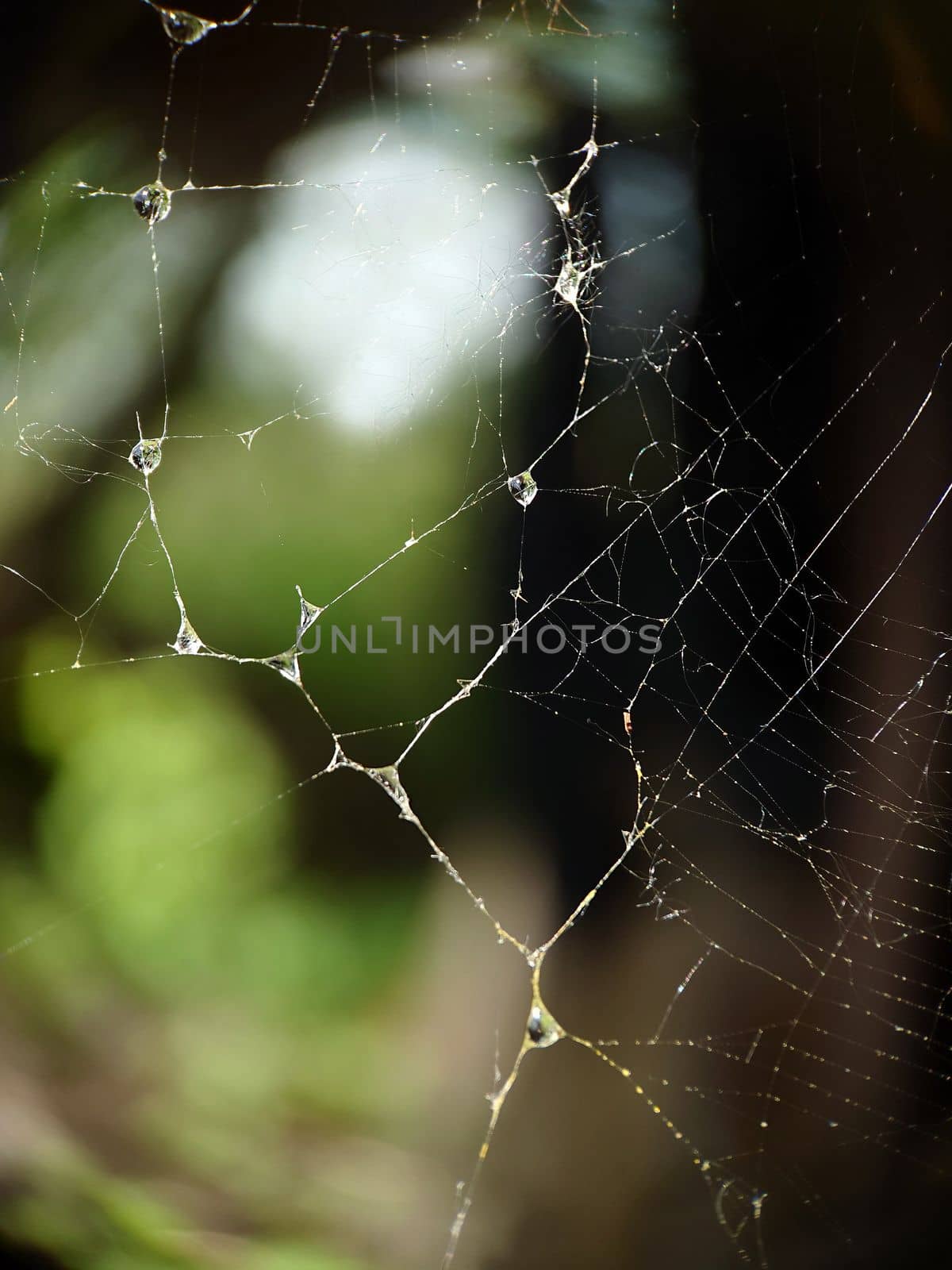 A background image of a wet web in the afternoon.Macrophotography.