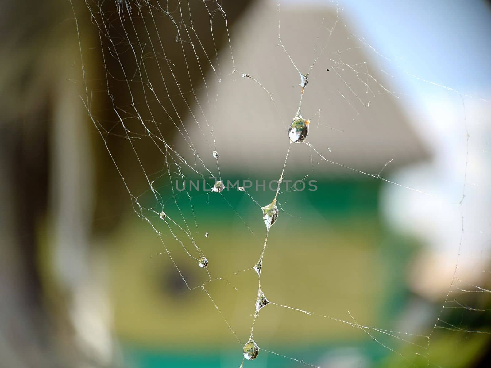 Gossamer with raindrops on the surface outdoors.Macrophotography.