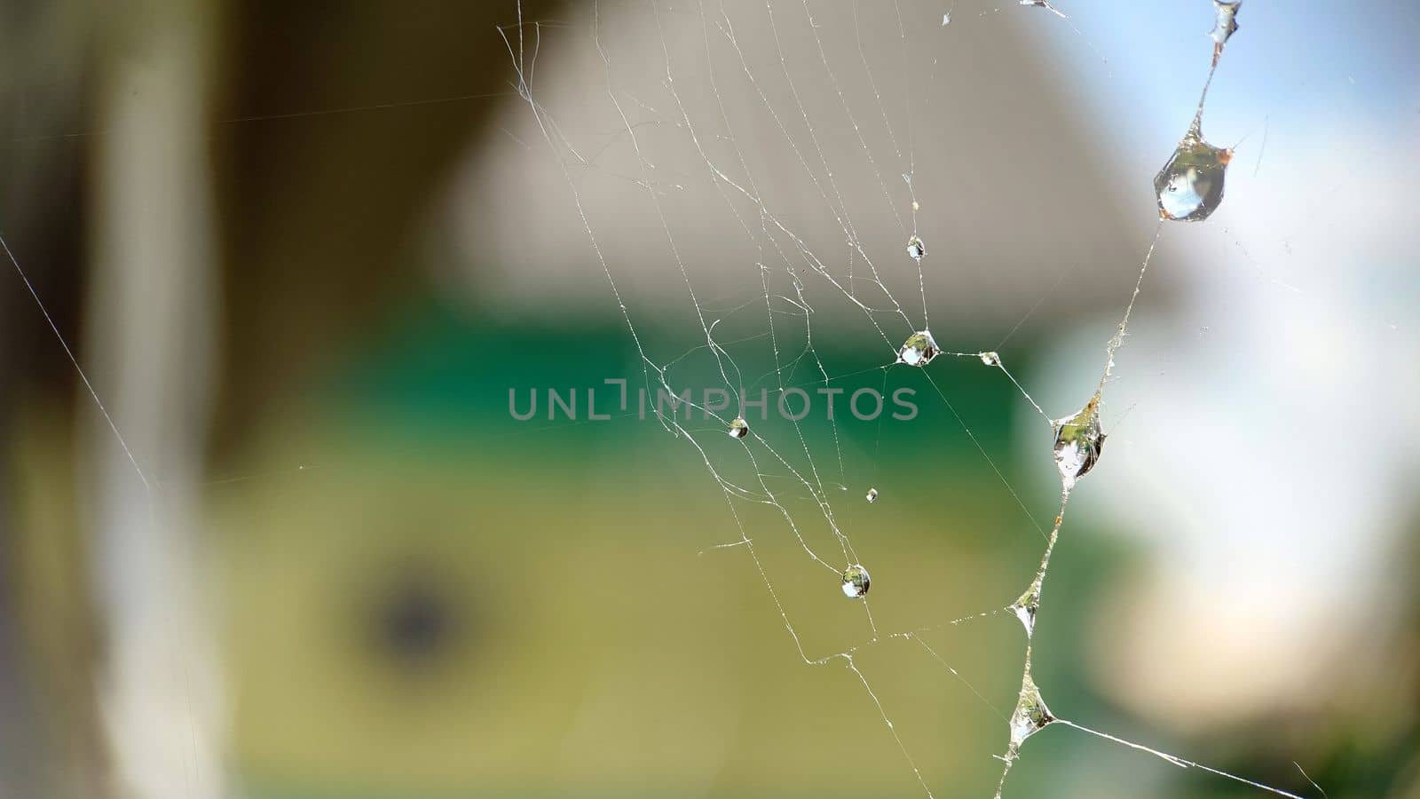 There are dew droplets on the web in close-up.Macrophotography.Selective focus.