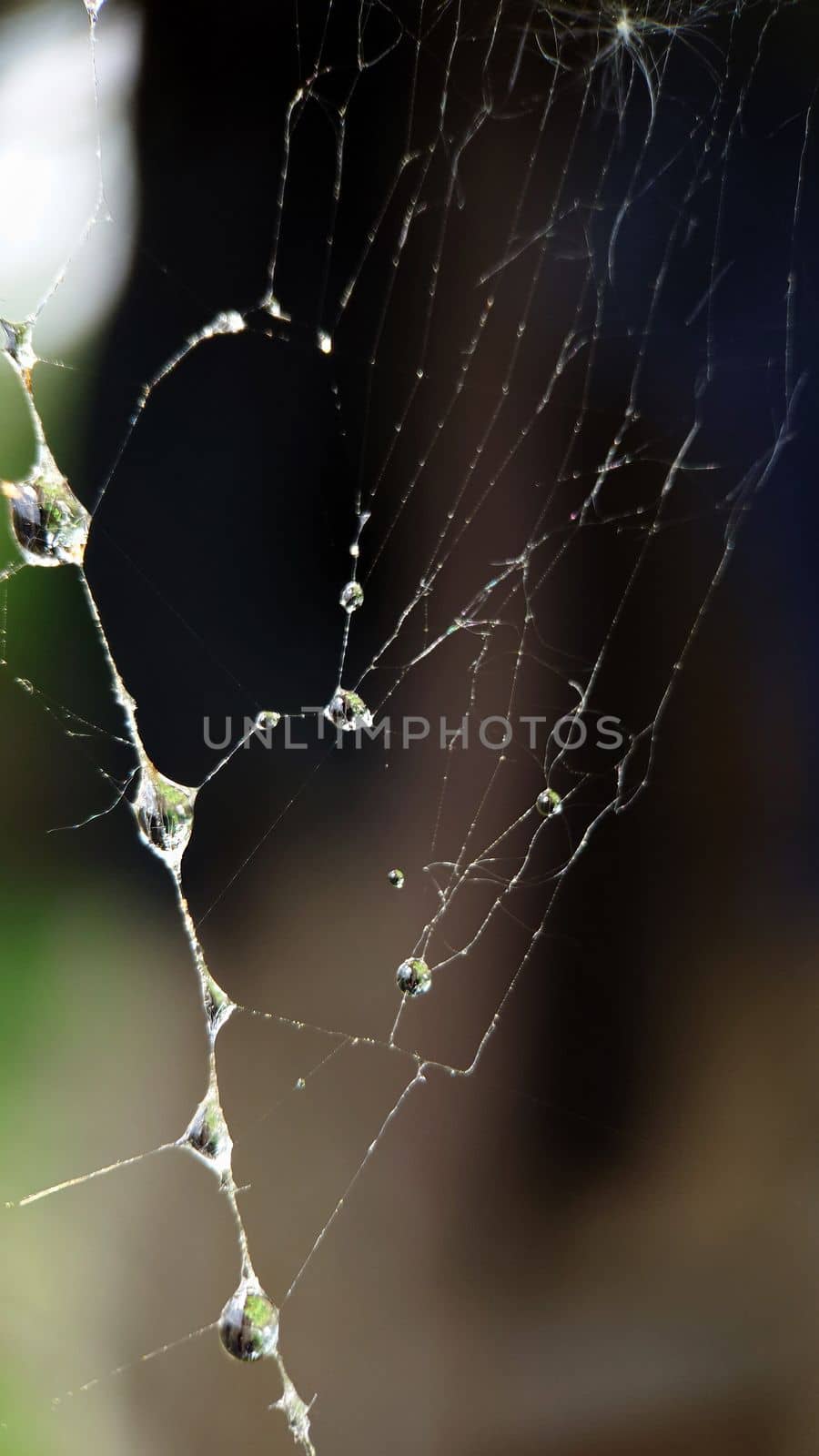 Dew drops hang in close-up on the web by Mastak80