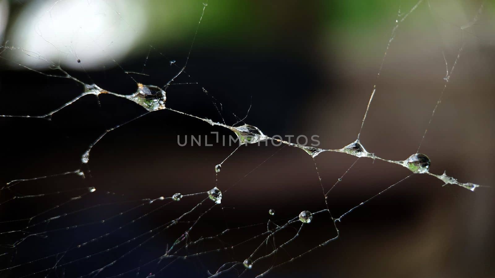 Background texture of a spider web with raindrops by Mastak80