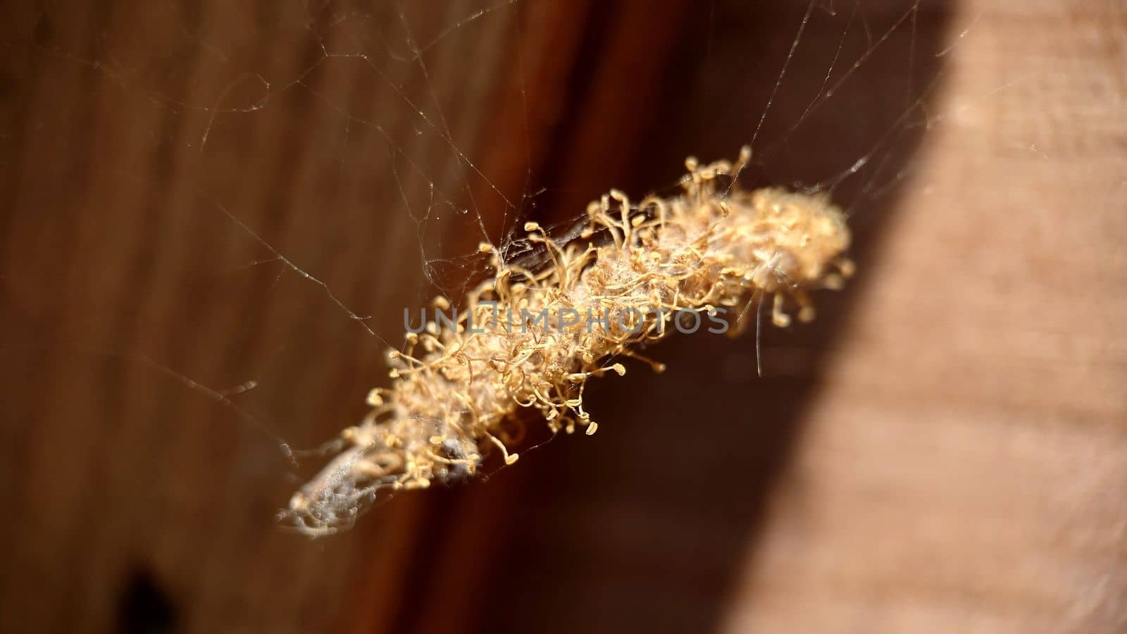 Macrophotography. A dry golden bundle weighs on the web close-up. Texture or background