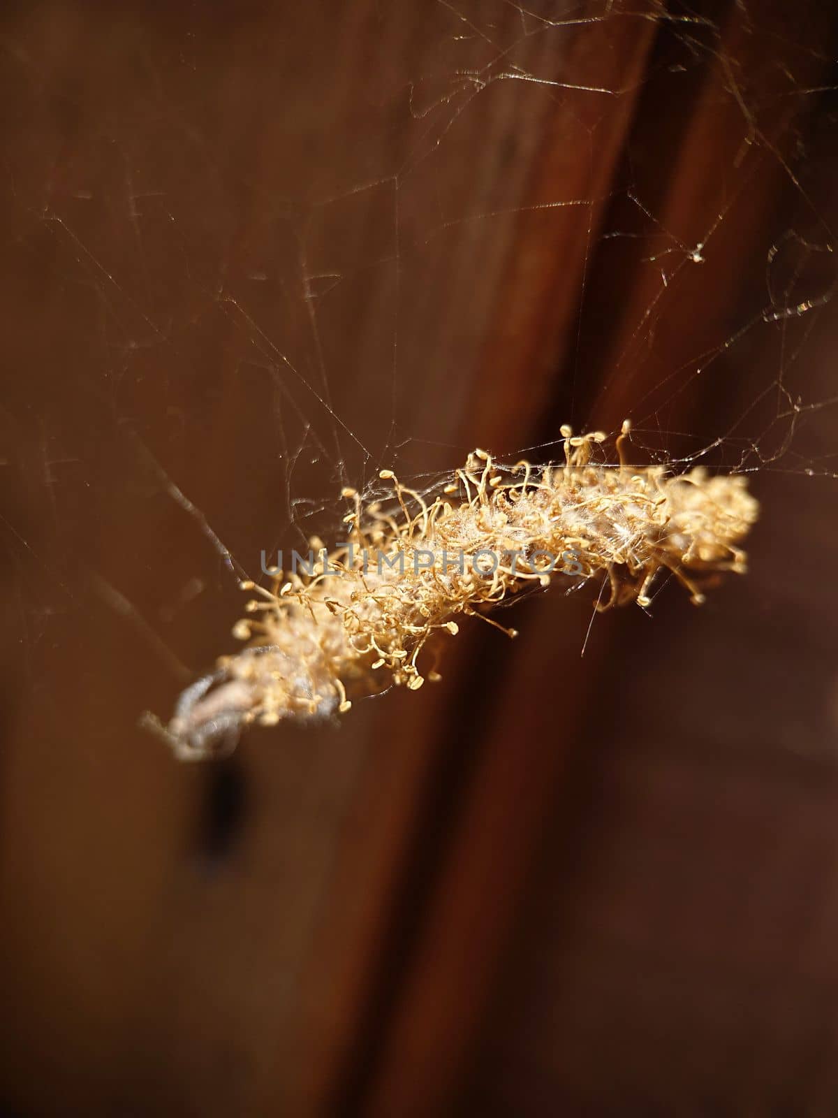 Macrophotography. A dry golden bundle with a larva weighs on the web. Texture or background