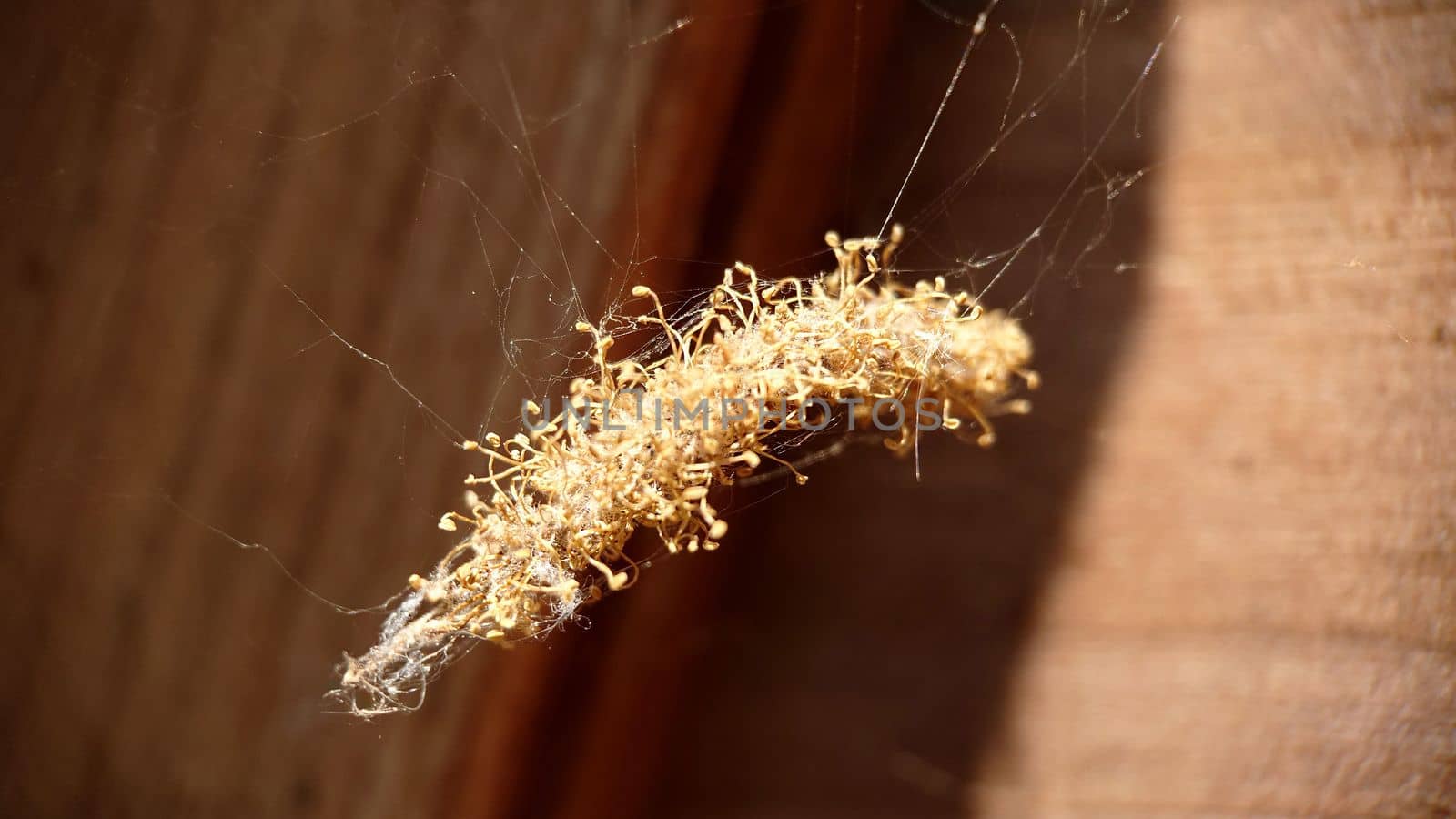 A dry golden bundle with a larva inside hangs on the web by Mastak80