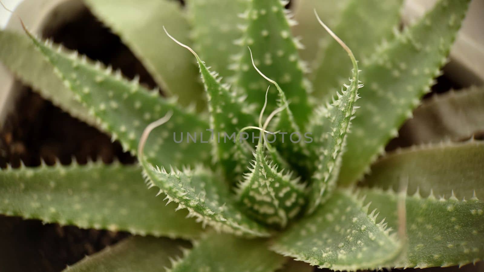 Macrophotography.Sacred medicinal green aloe cactus in a pot . Texture or background