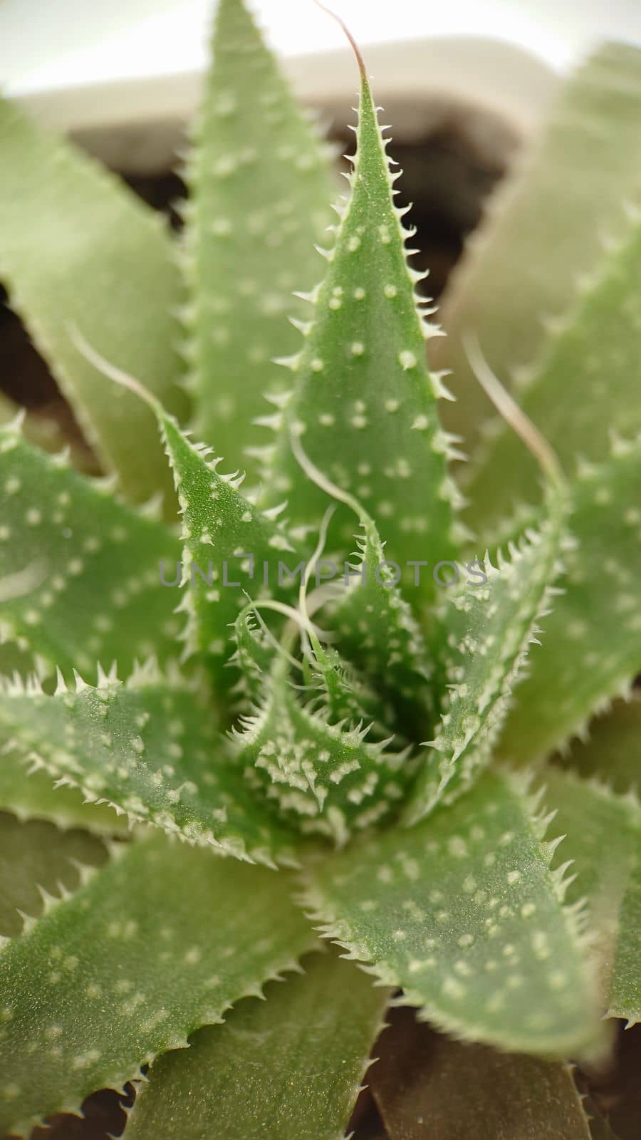 Macrophotography.Lily family green aloe cactus close-up in a pot. Texture or background