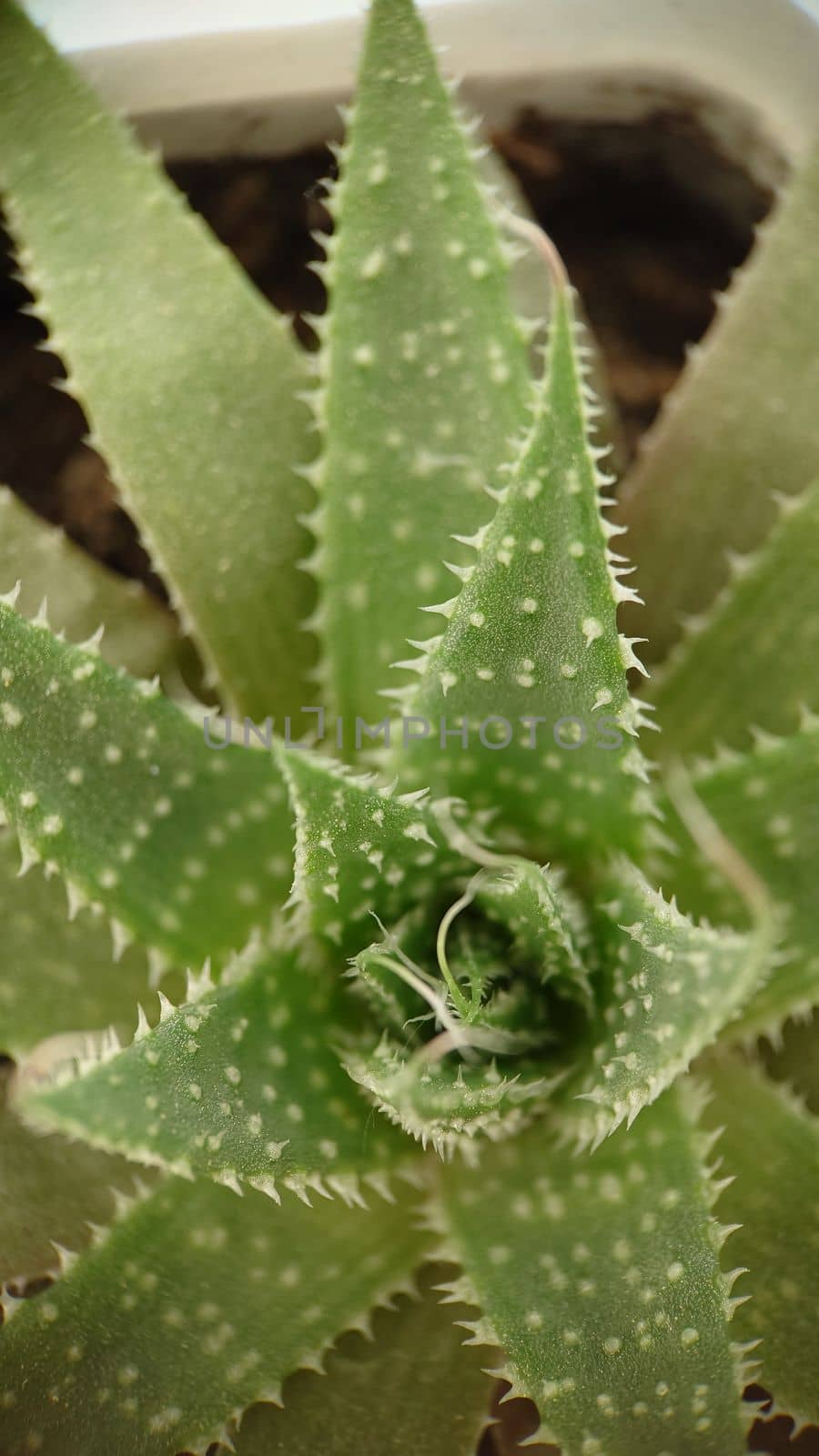 Macrophotography.Background image of an aloe plant in a close-up in a pot.Texture or background.Selective focus.