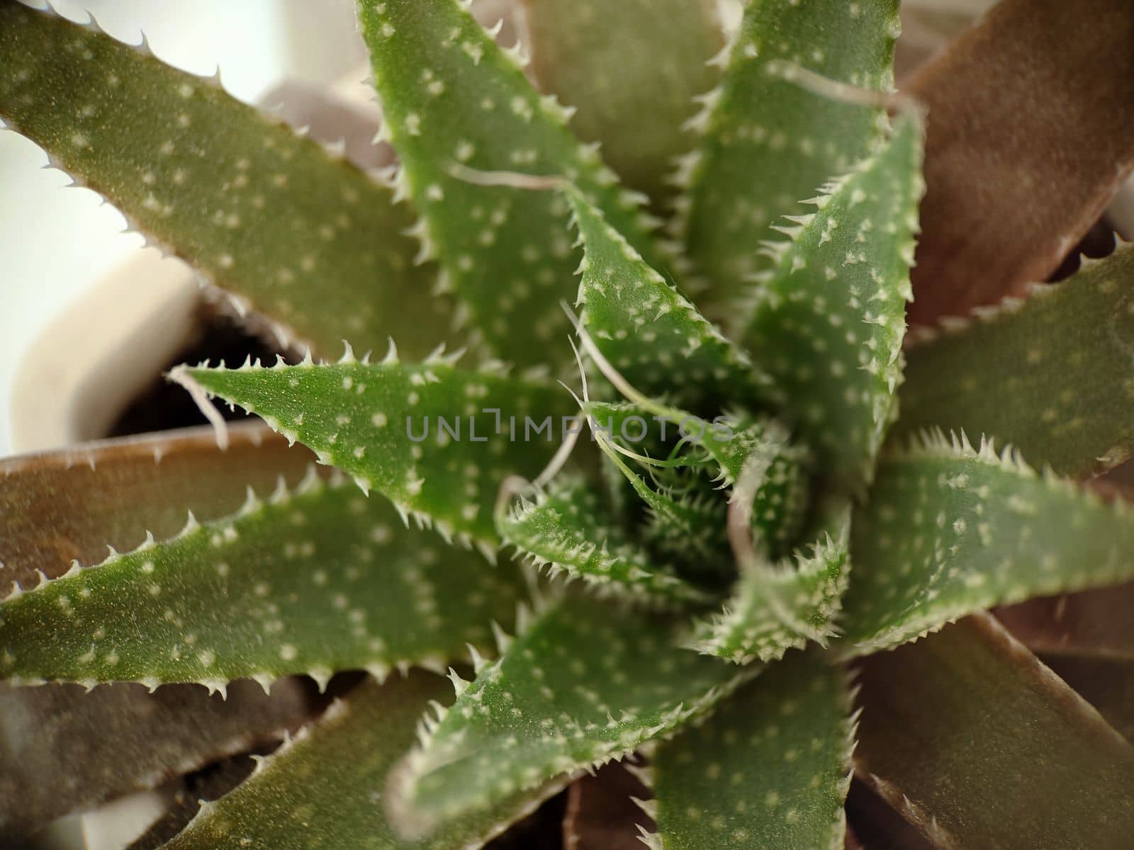 Macrophotography.Top view of a green aloe plant in a pot.Texture or background.Selective focus.