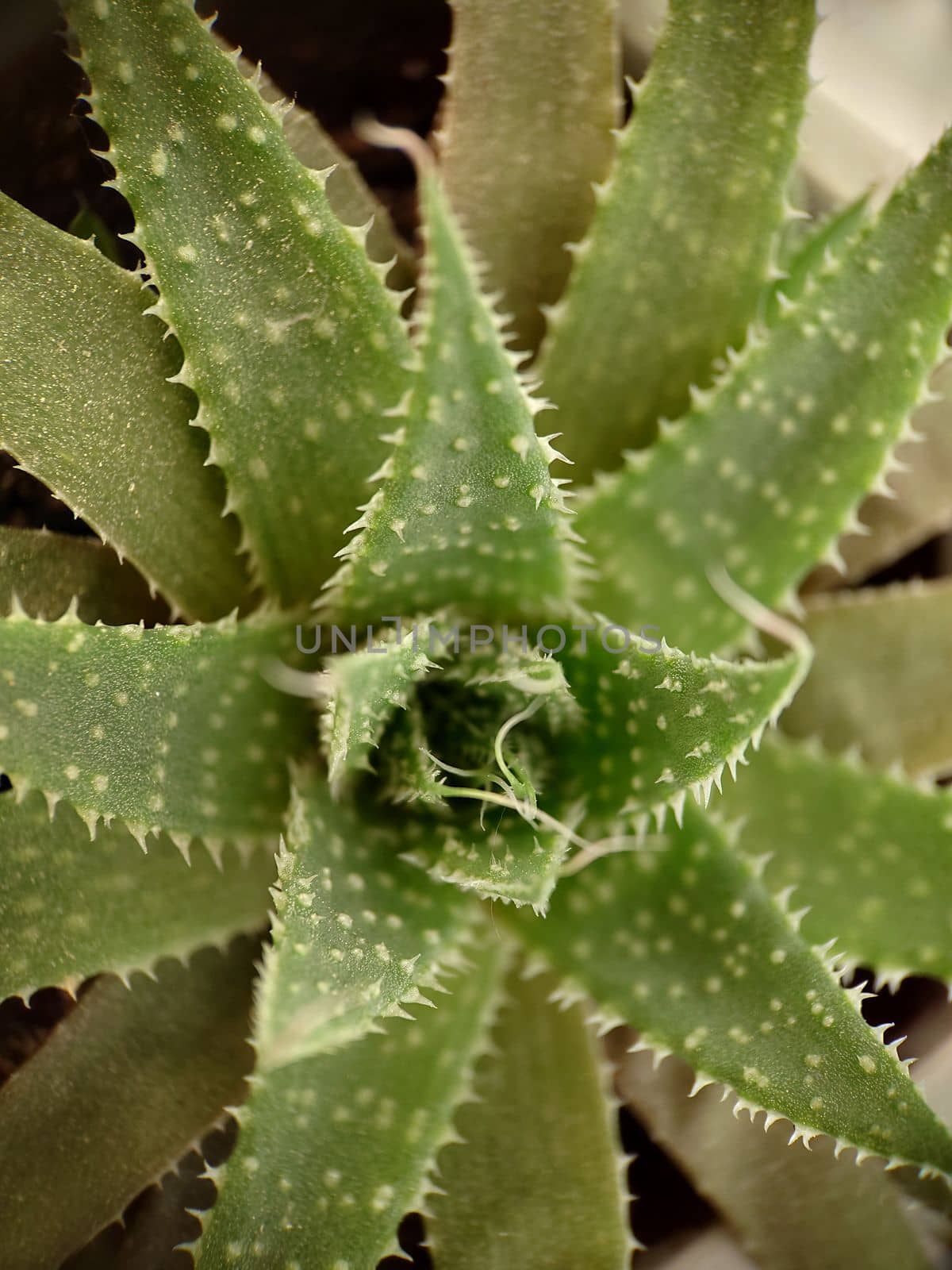 Macrophotography. Green medicinal plant Aloe vera in a pot top view.Texture or background.Selective focus.