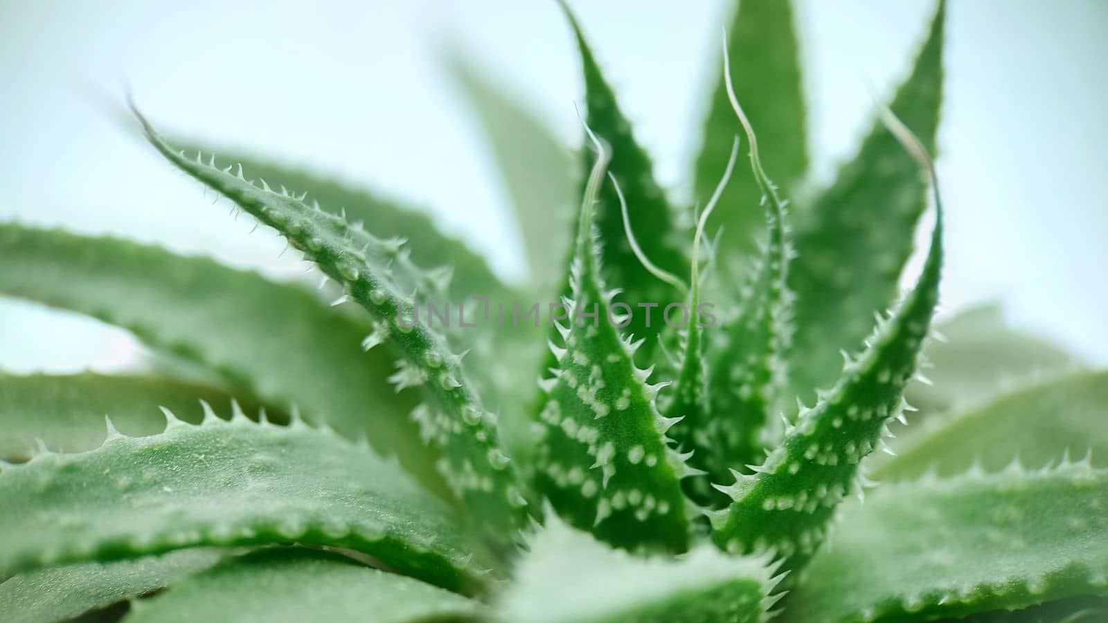 Medicinal green Aloe plant in a pot close-up by Mastak80